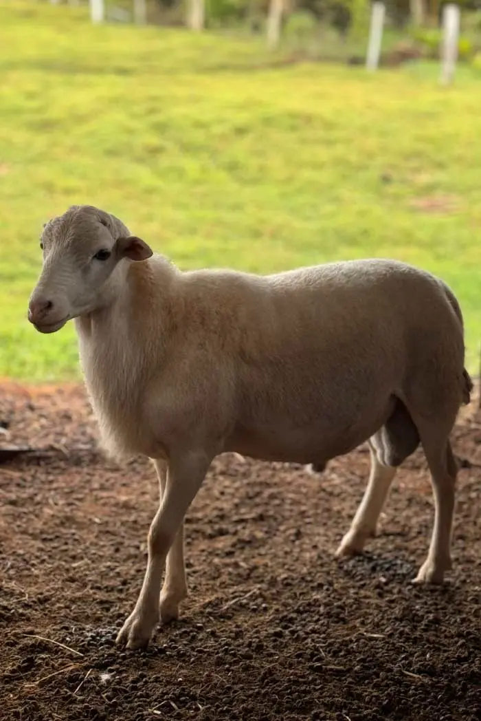 Animales