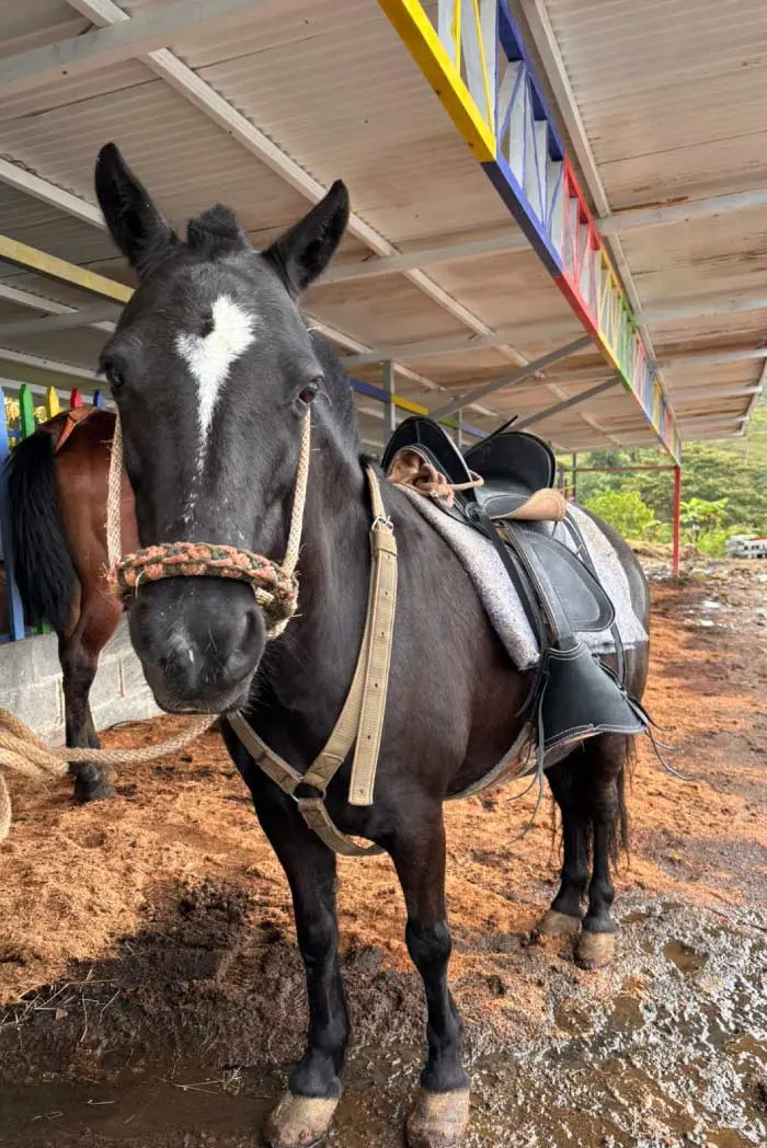 Cabalgatas